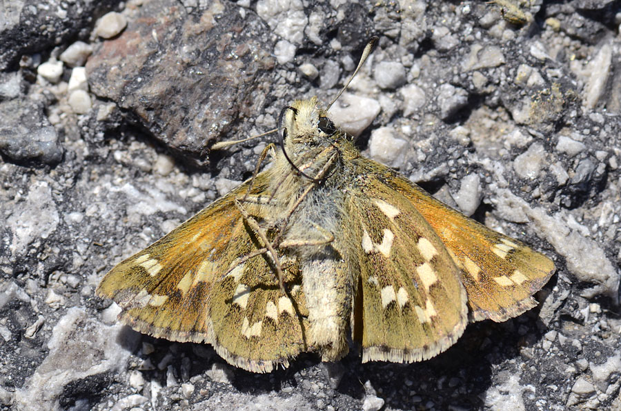 Presentazione Hesperia comma